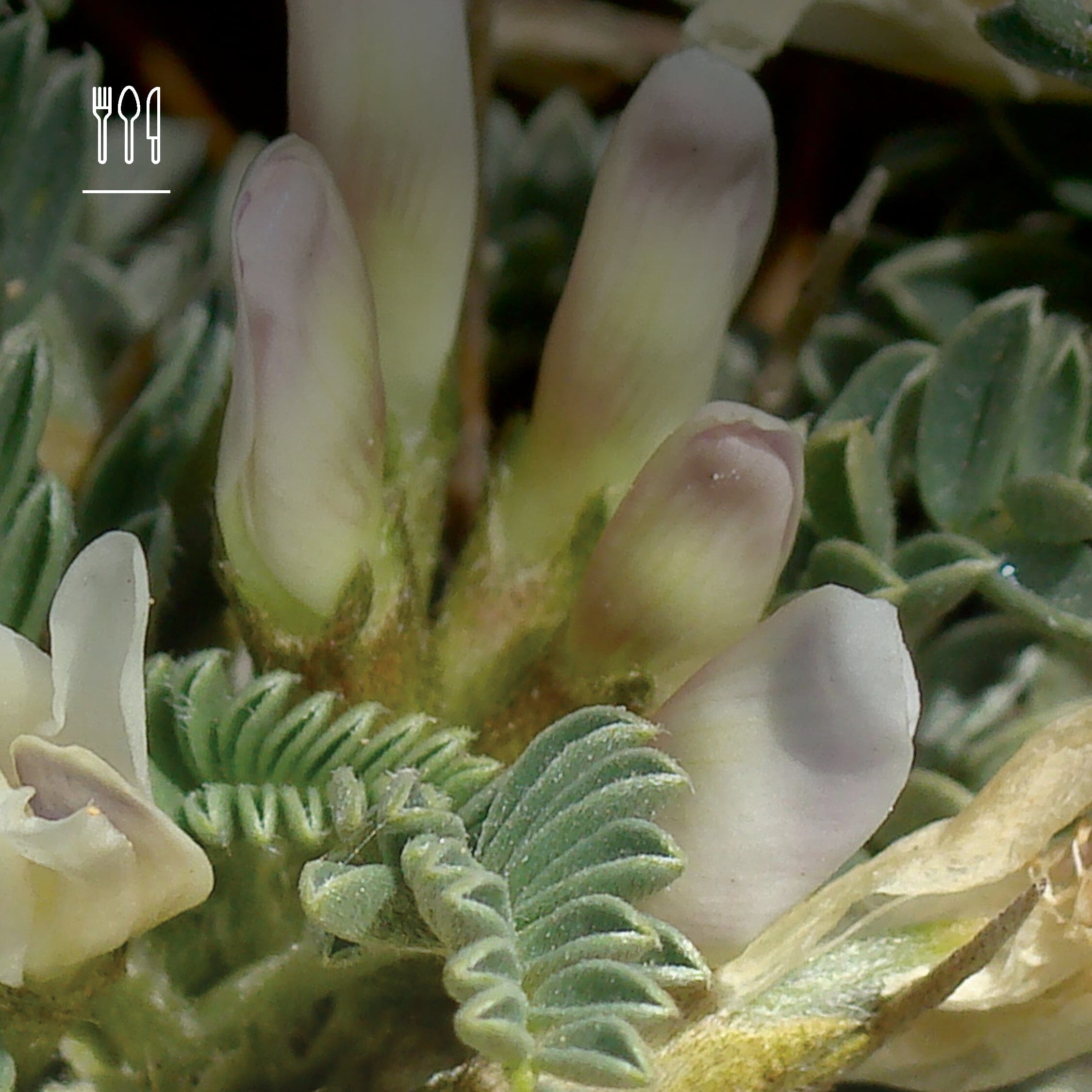 Astragoloside A has been of interest to researchers seeking to understand the effects of Astragalus on the body.  Pharmacological research indicates that the extract component of Astragalus membranaceus may increase telomerase activity.