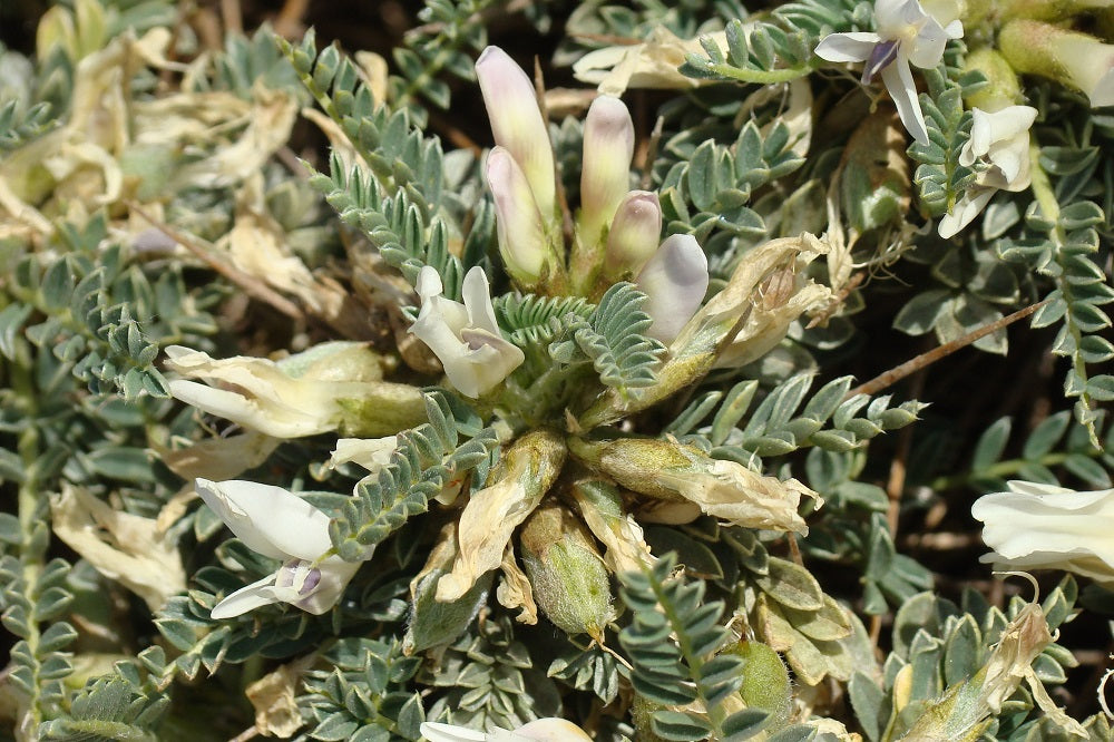 SRW Astragaloside membranaceus extract(root)